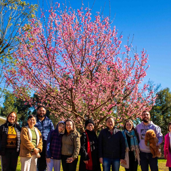 S�mbolo de coopera��o e amizade, cerejeira completa...