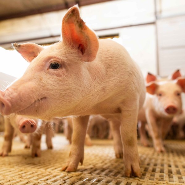 Suinocultura: Um setor em constante evolu��o