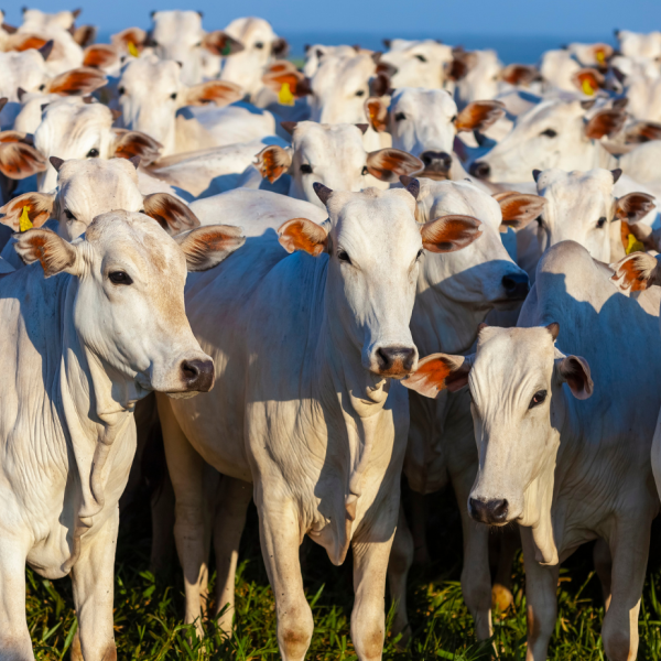 Ano desafiador para a bovinocultura de corte