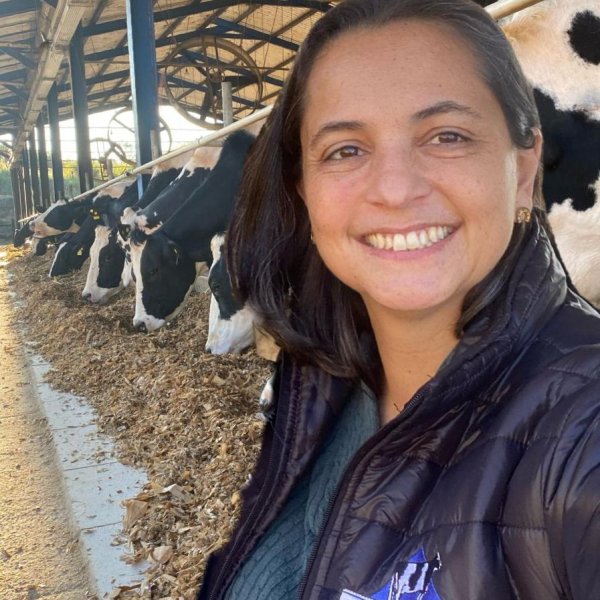 O caminho da proteína até a produção de leite