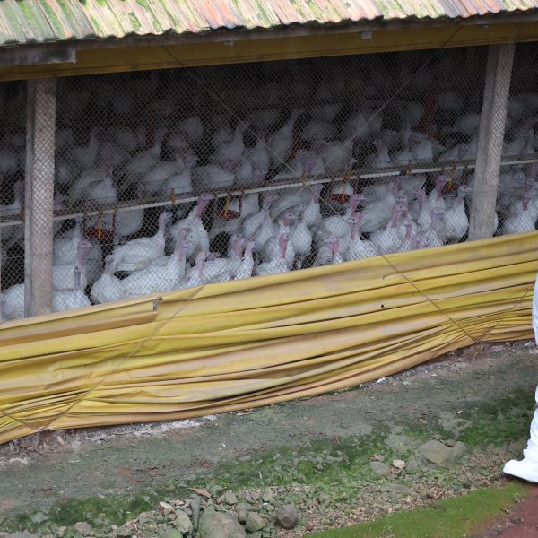 Consumo de carnes permanece seguro diante de casos de Newcastle em SC