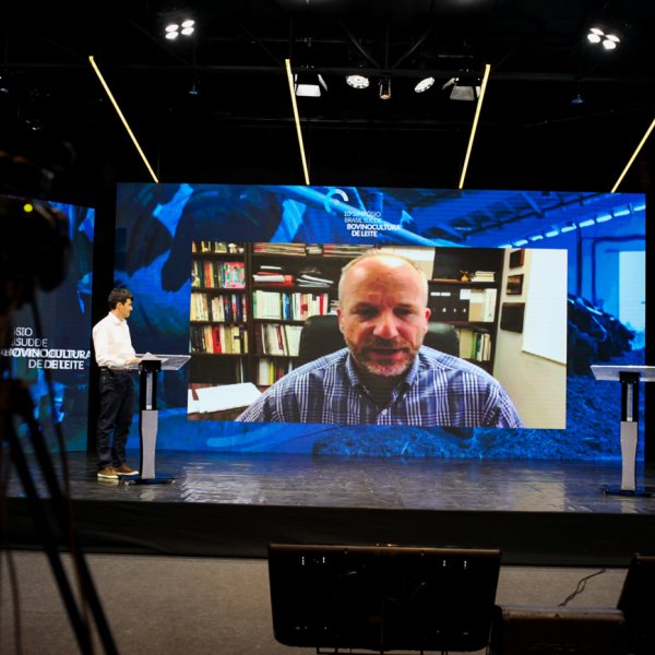 Estresse calórico impacta na produtividade e na saúde das vacas leiteiras