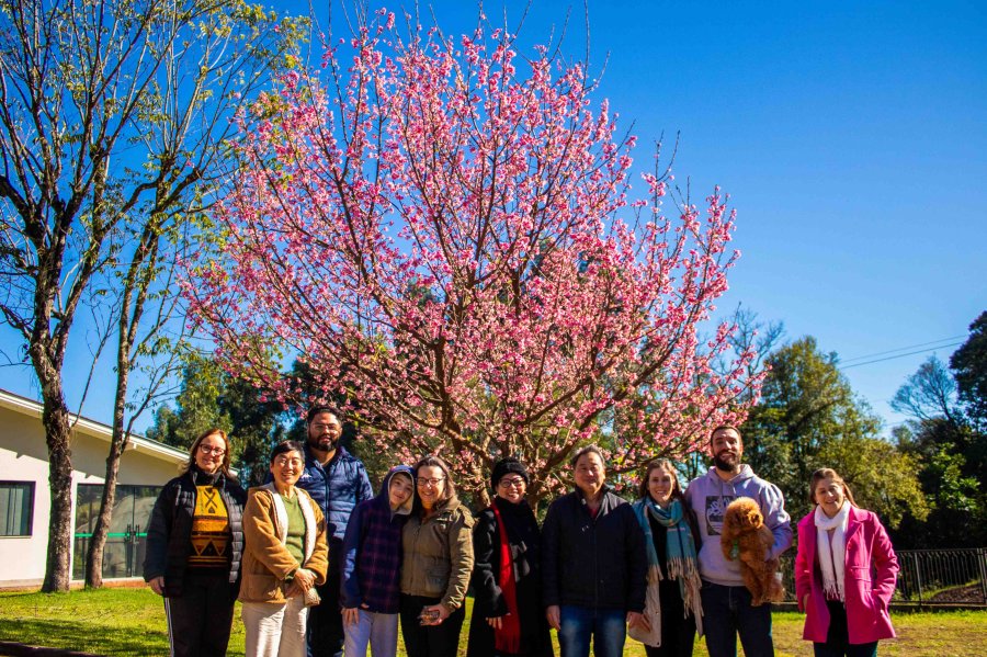 S&iacute;mbolo de coopera&ccedil;&atilde;o e amizade, cerejeira completa 11 anos na sede do Nucleovet
