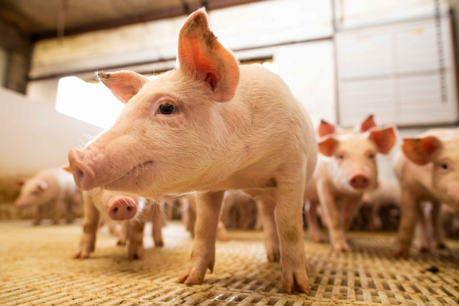 Suinocultura: Um setor em constante evolu&ccedil;&atilde;o