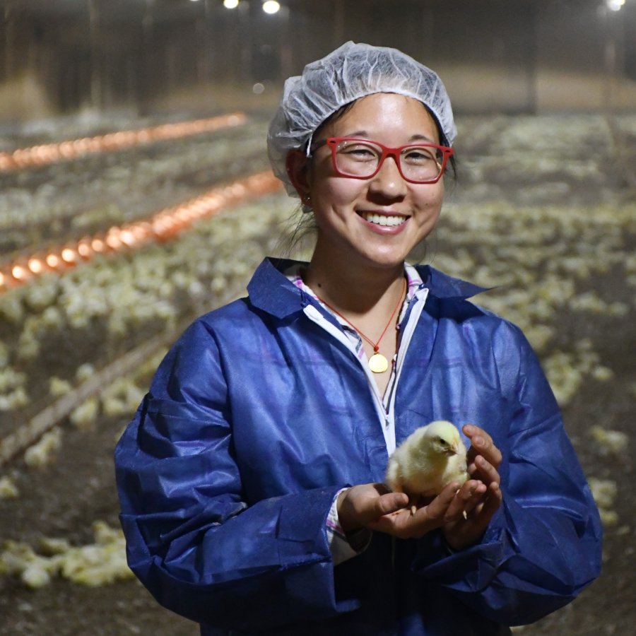Manejo de cama de frangos de corte em evid&ecirc;ncia no 24&ordm; SBSA