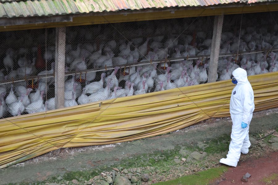 Consumo de carnes permanece seguro diante de casos de Newcastle em SC